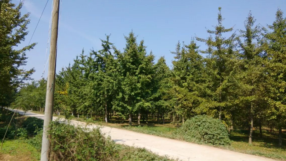 银杏树基地