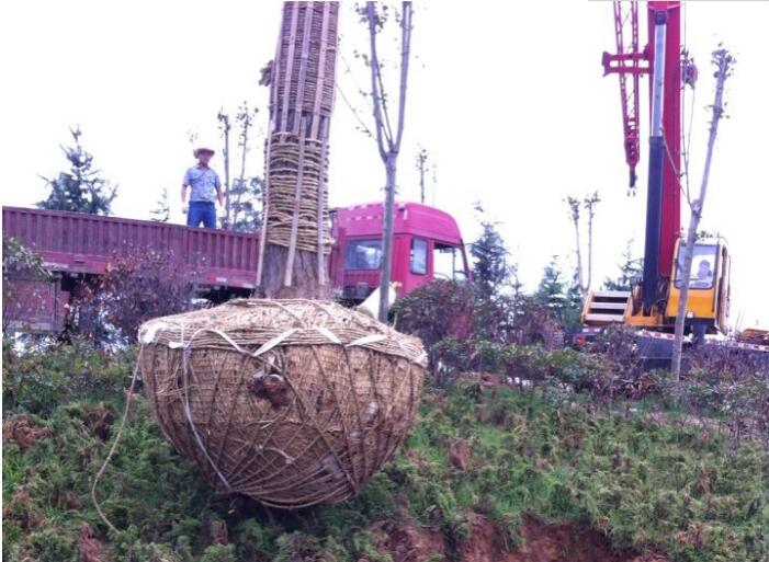 米径40公分银杏树移栽