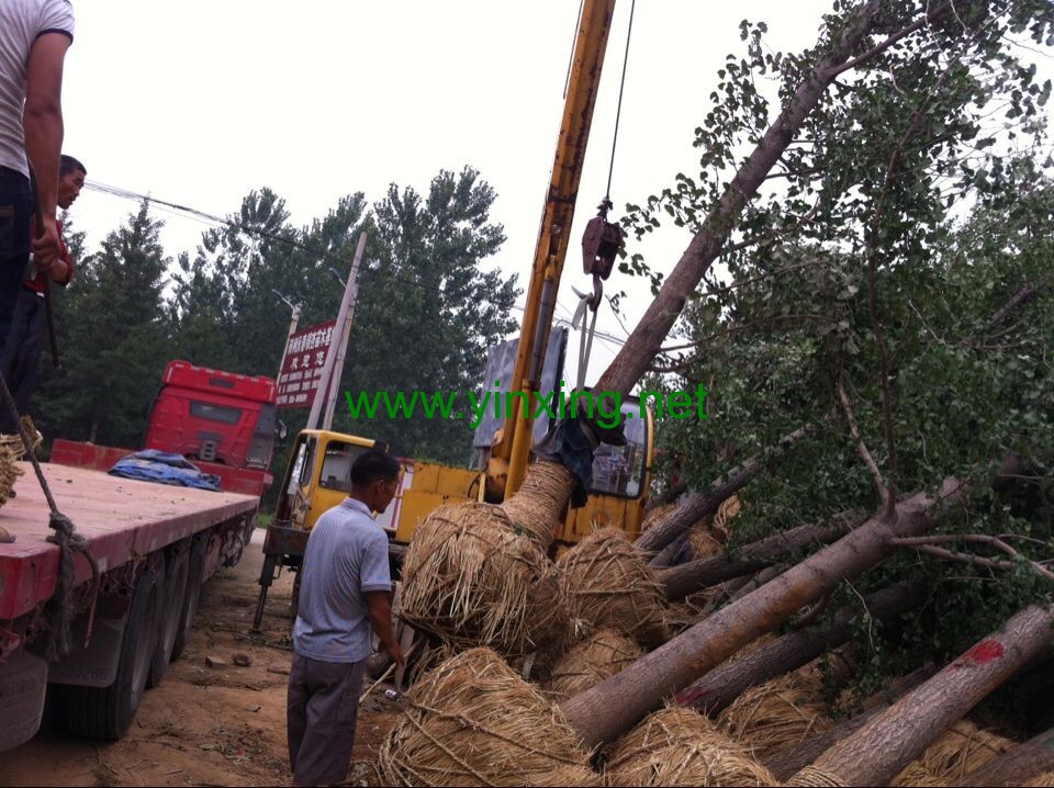 实生树装车现场