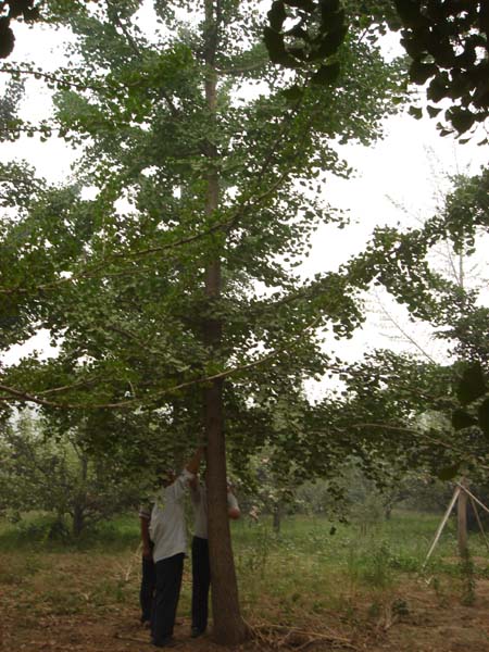 23公分好树形银杏树