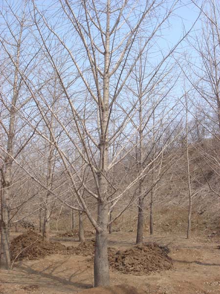 精品实生银杏树