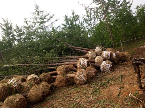 15公分银杏树占地苗