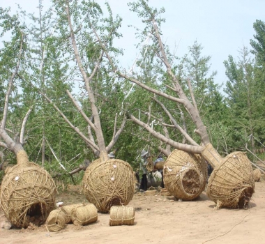 30公分待装嫁接树