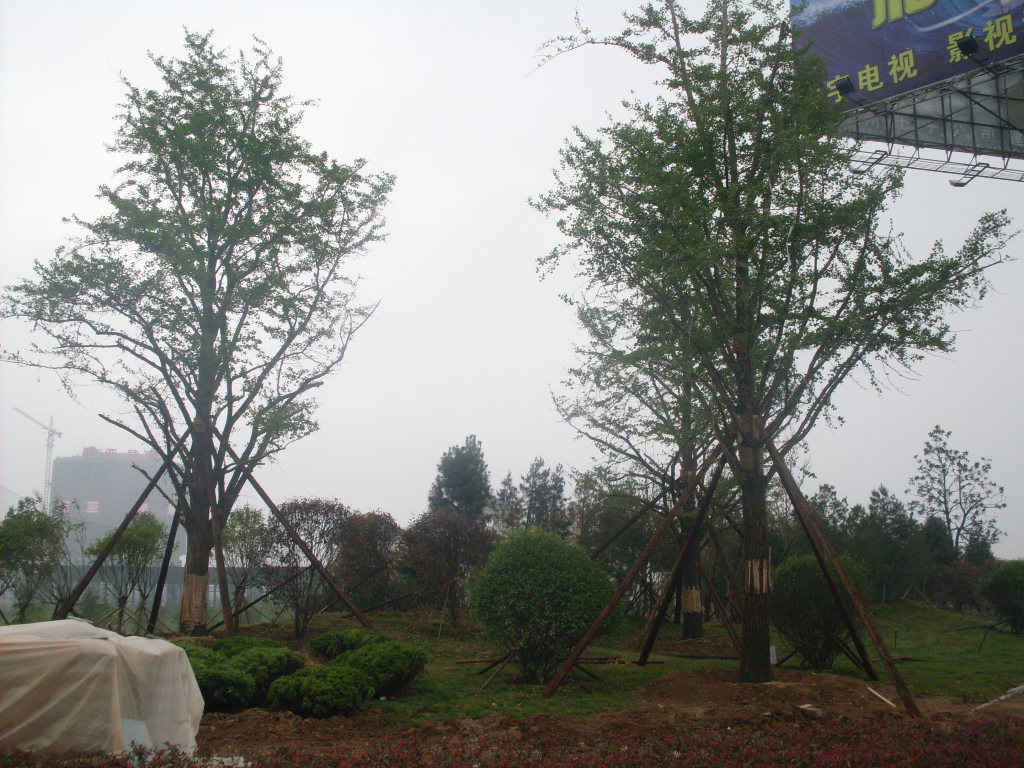 广场、景区效果图