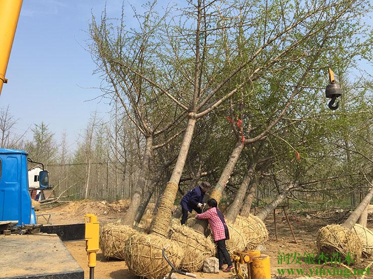 嫁接银杏树