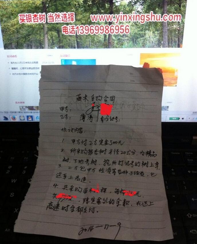 米径20公分银杏树精品树手写合同（图）