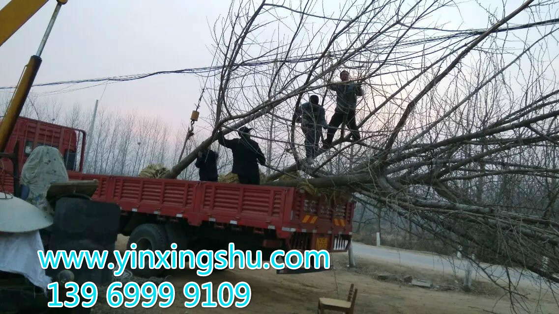 嫁接银杏树装车