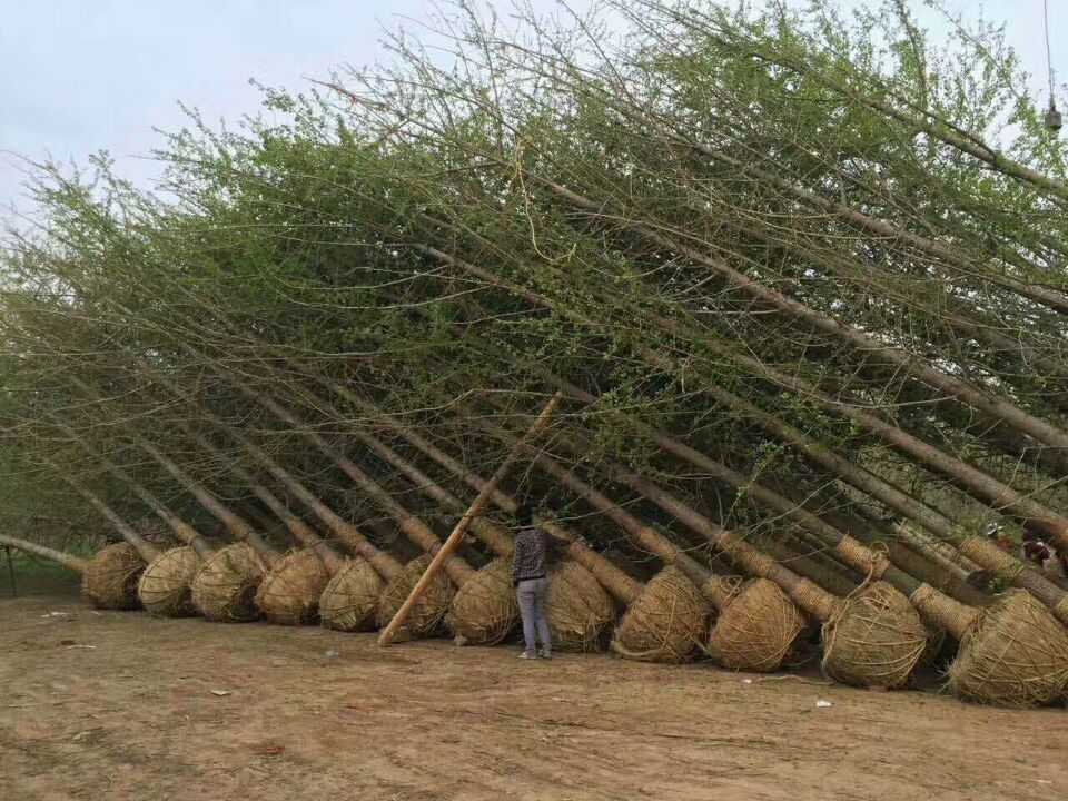 实生银杏树装车现场