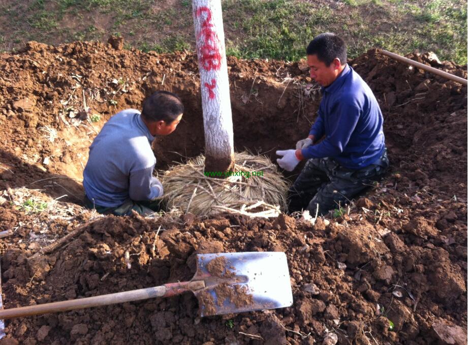 银杏树起树挖树