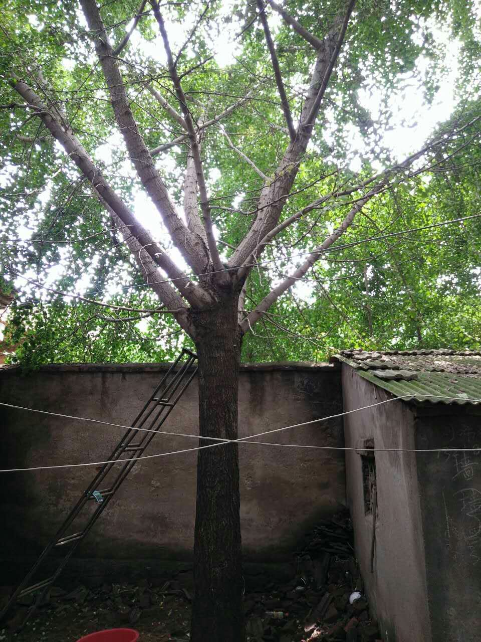 14691873153989072 14691873153989072