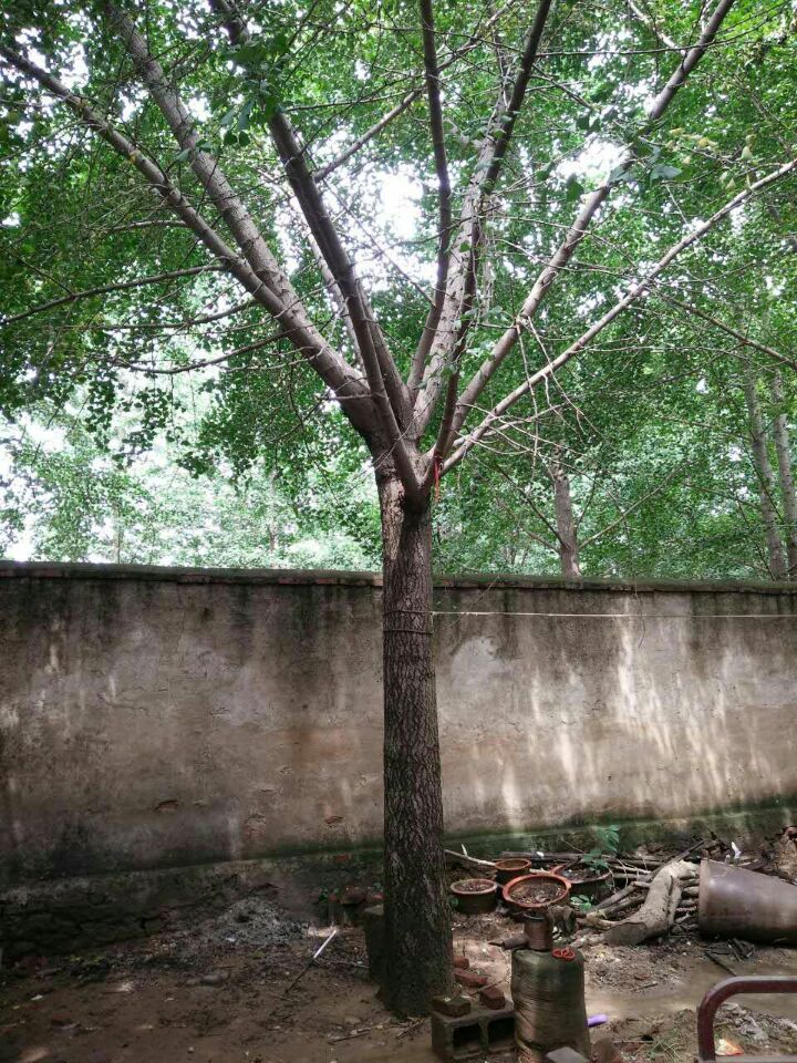 14691875313003049 14691875313003049