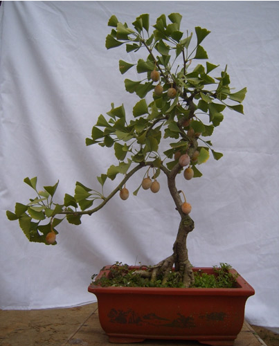 有造型的精品银杏盆景