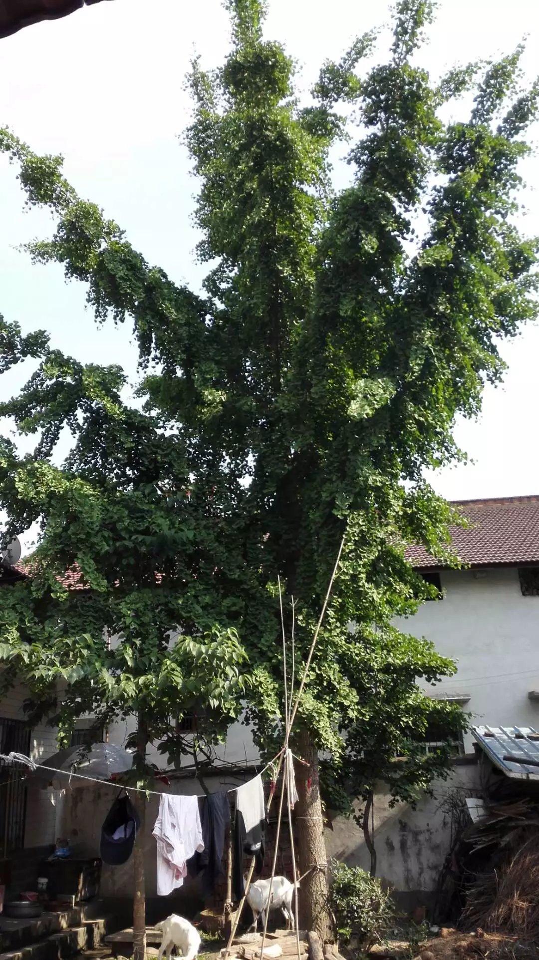 14698096807430677 14698096807430677