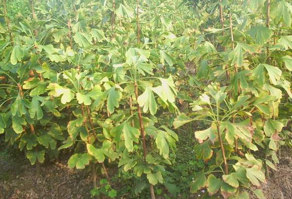 14698108344064191 14698108344064191