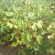 银杏叶色彩变化及价值